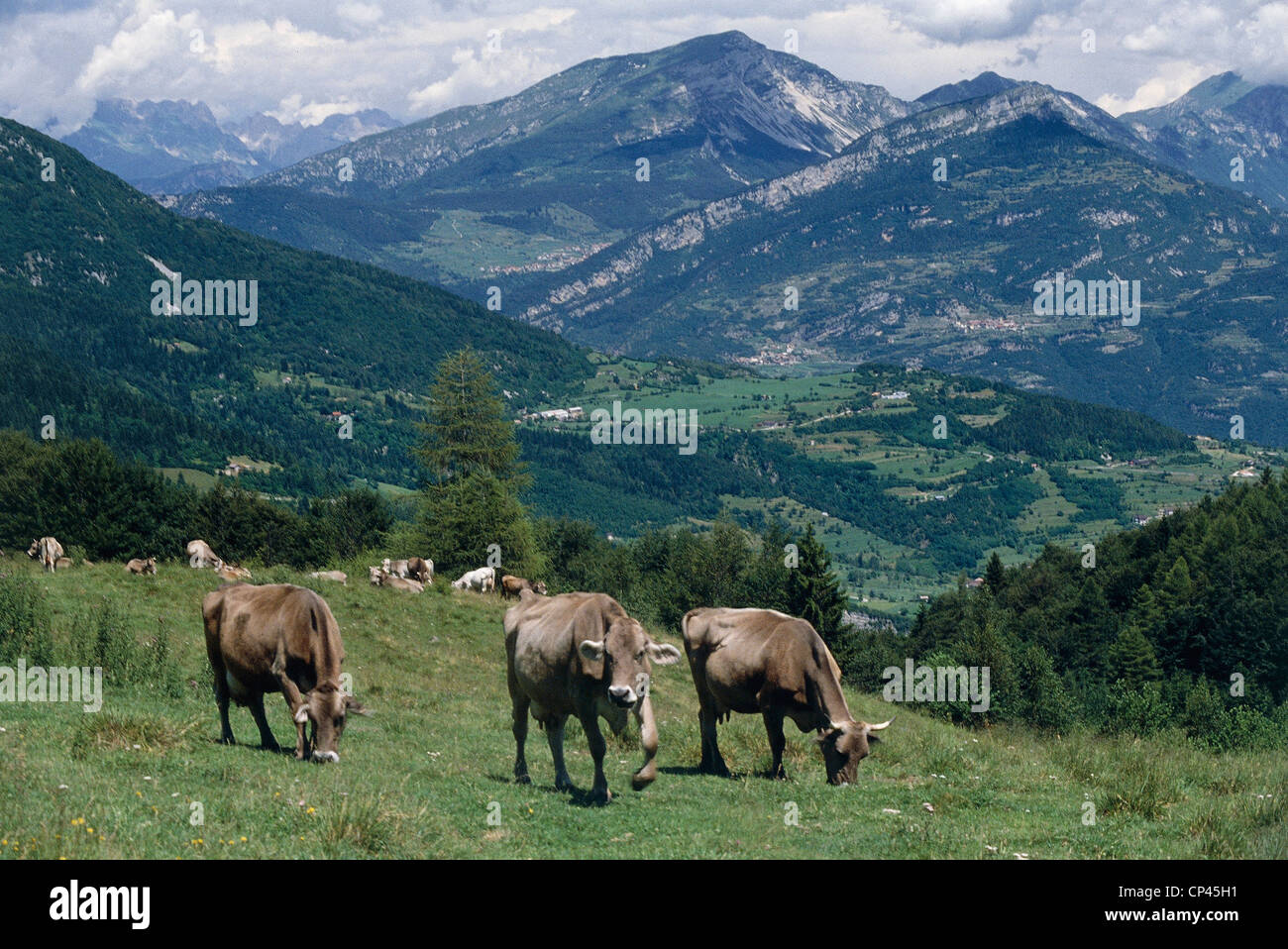 Trentino-Alto Adige - Sommerweiden. Stockfoto