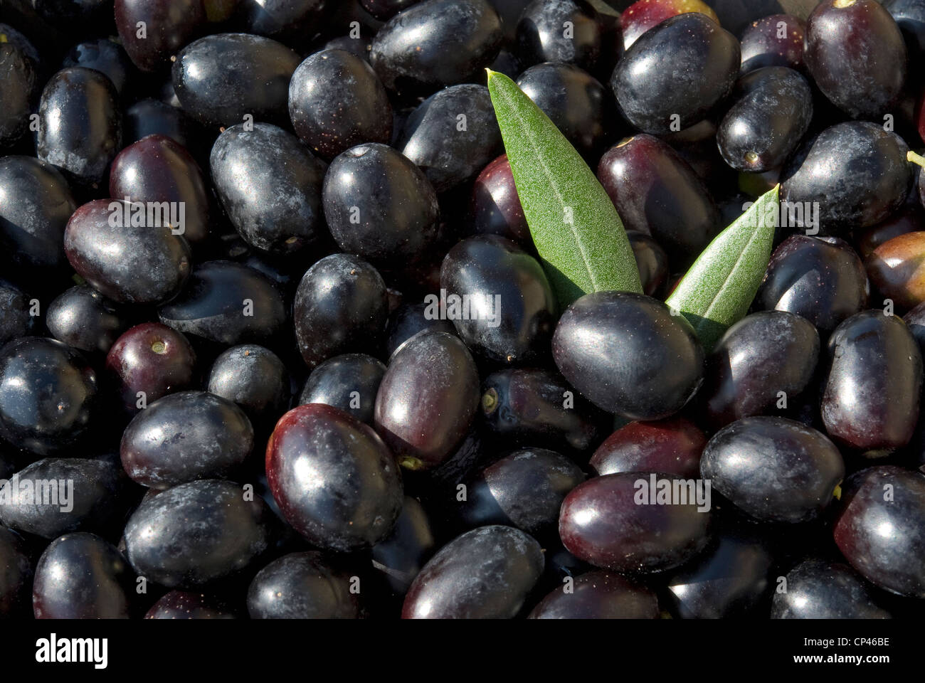 Olivenernte. Orvieto, Umbrien, Italien Stockfoto