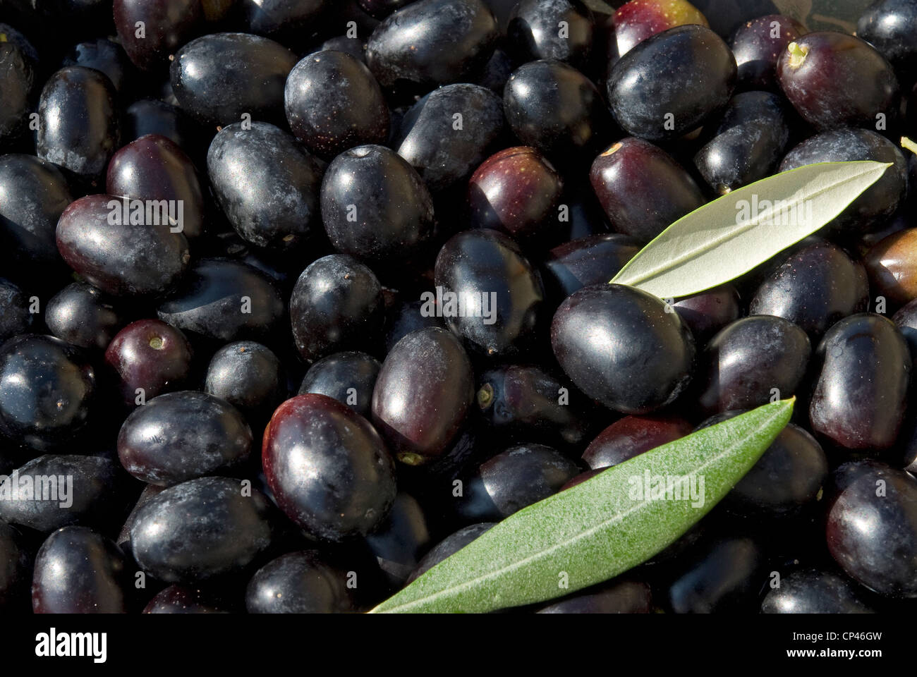 Olivenernte. Orvieto, Umbrien, Italien Stockfoto