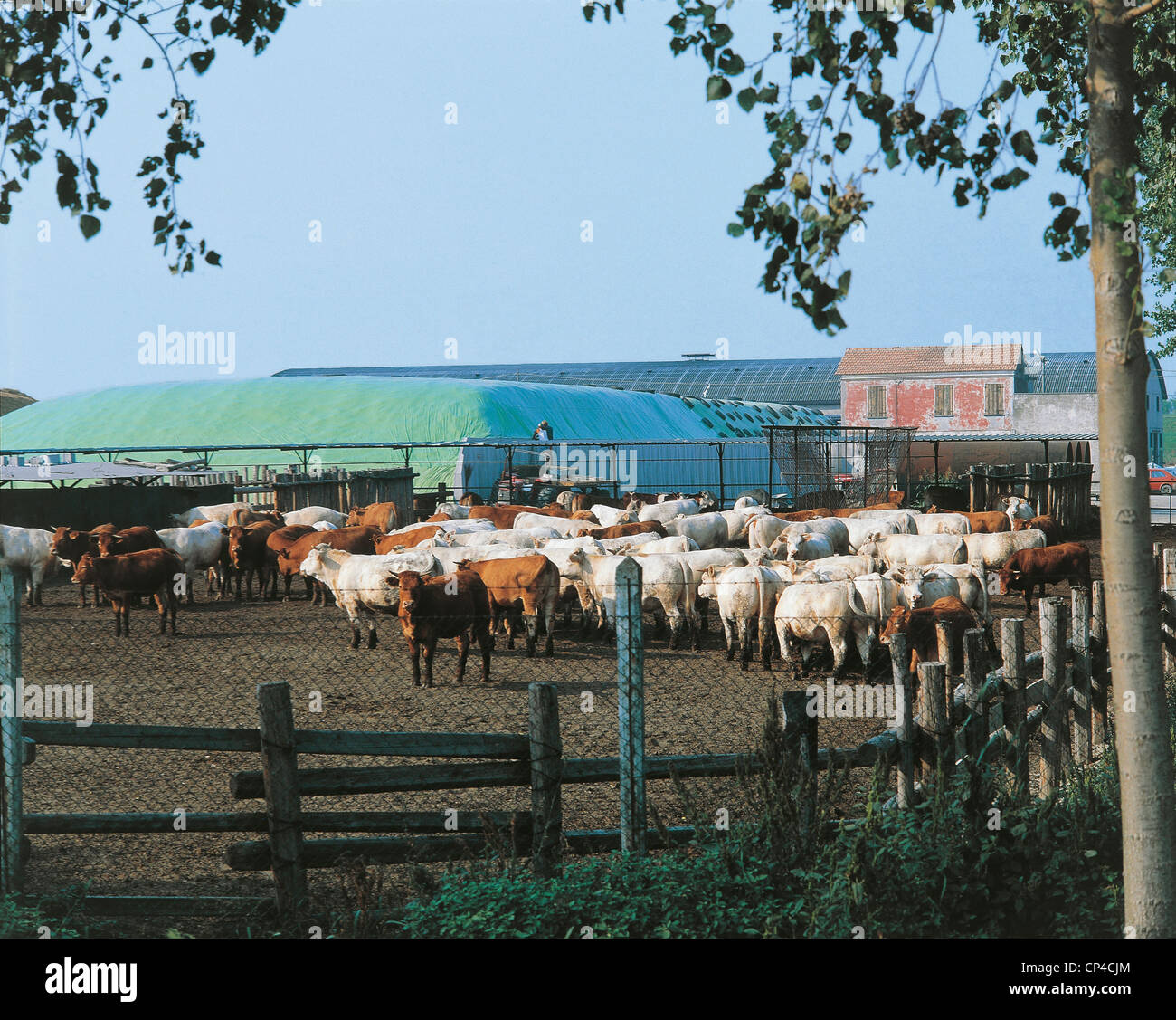 Veneto - Tierfarm Stockfoto