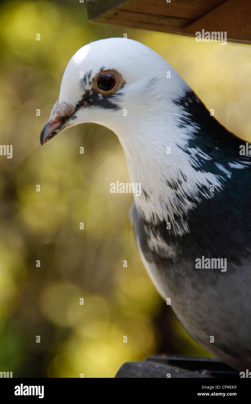 Taube Vogel tabellarisch im Sommer Stockfoto