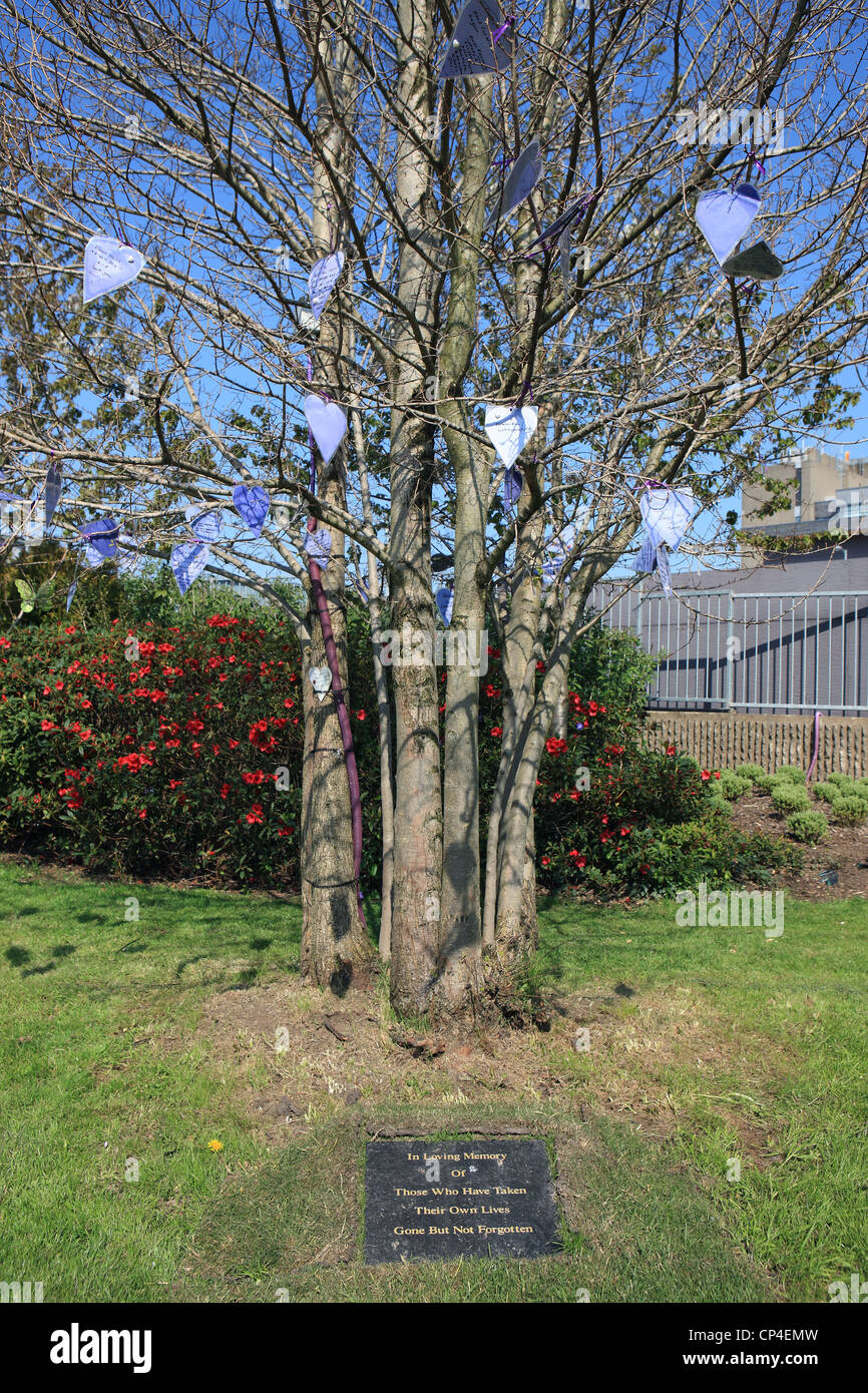 Erinnerung-Baum wo purpurrotes Herz Nachrichten in Erinnerung an diejenigen aufgehängt sind, die ihr eigenes Leben in Paisley Renfrewshire genommen haben Stockfoto