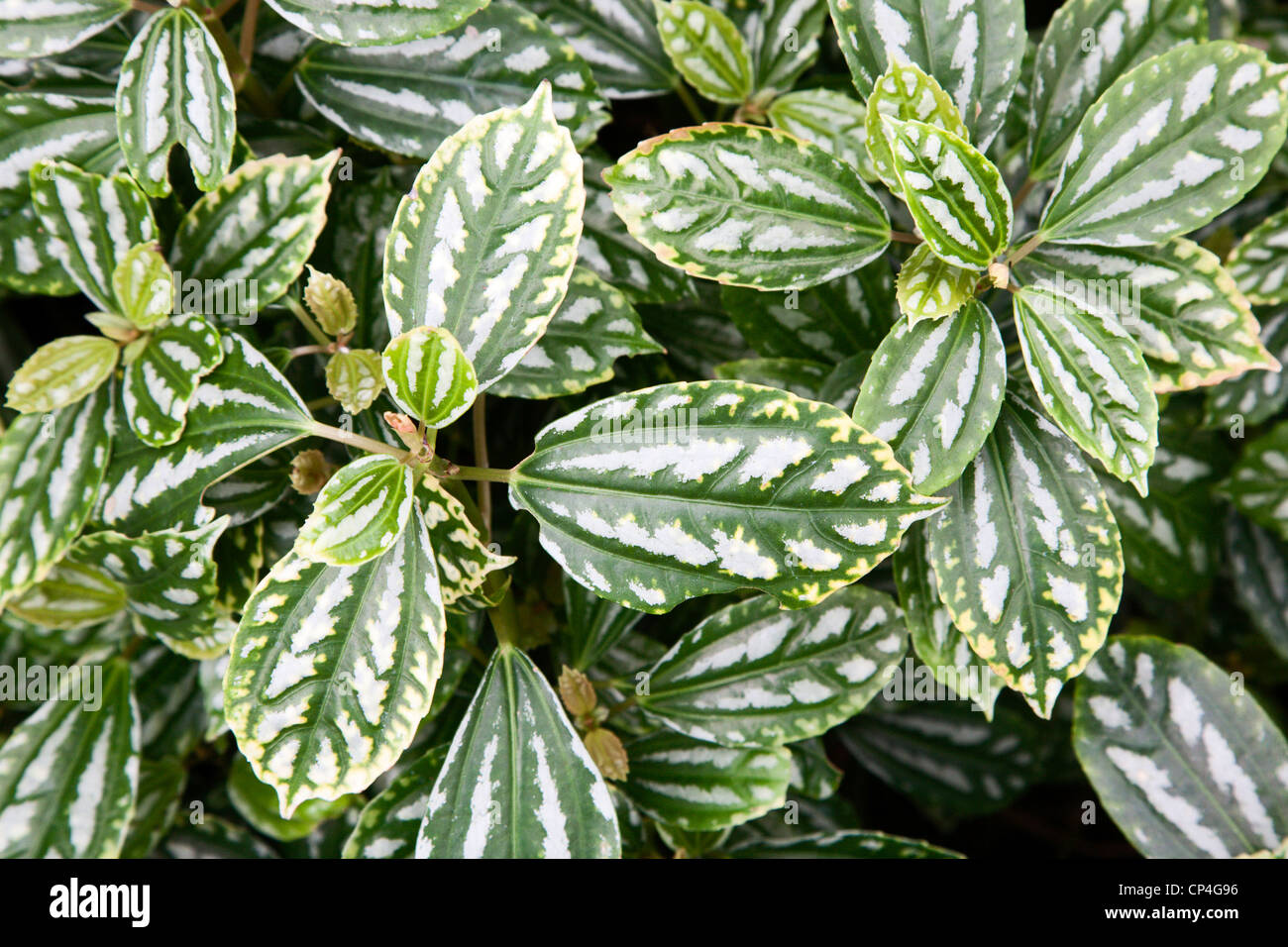 Aluminium-Anlage J.r.Haager Cadieri Botanischer Garten St. Andrews Fife Schottland Stockfoto