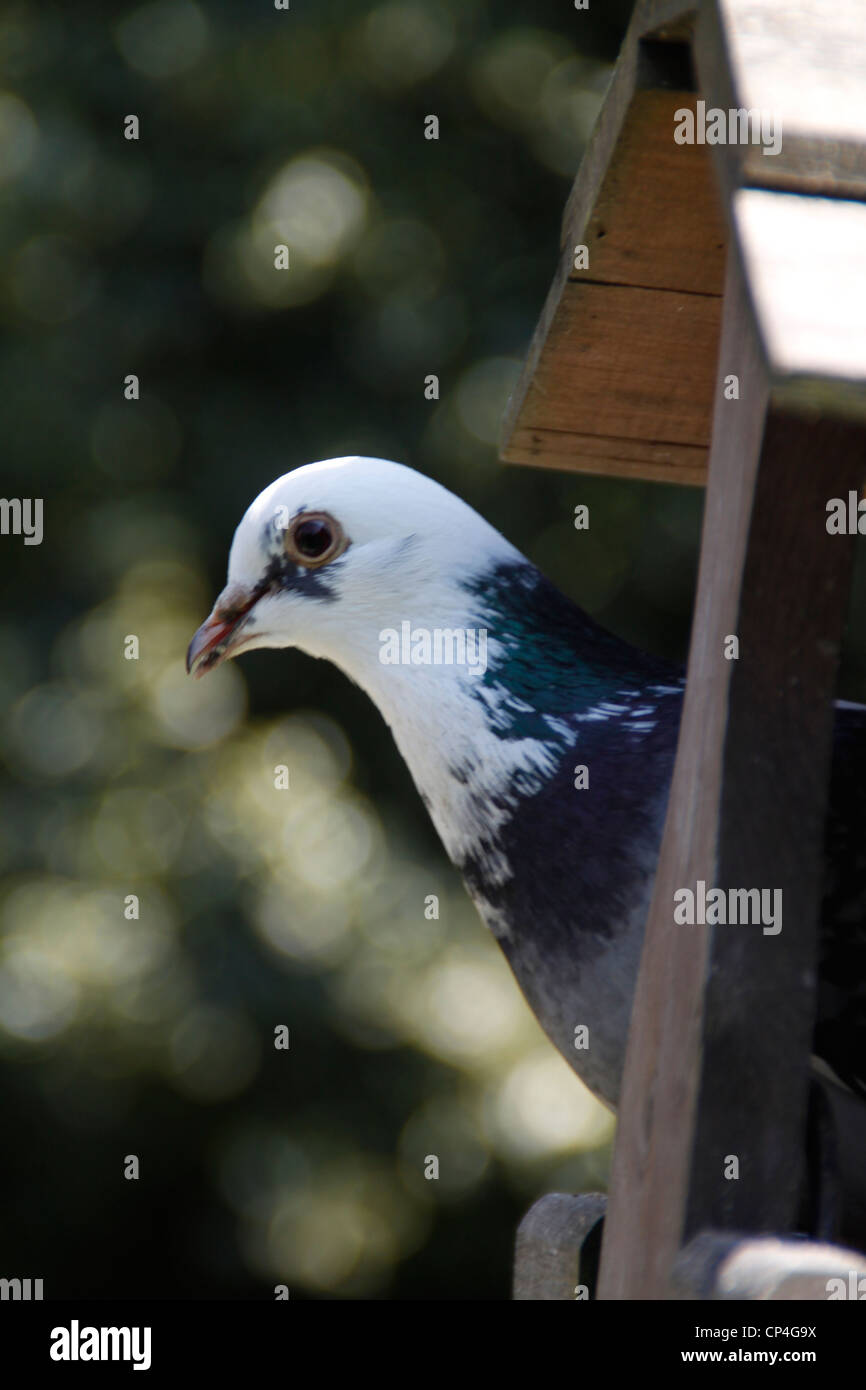 Taube Vogel tabellarisch im Sommer Stockfoto