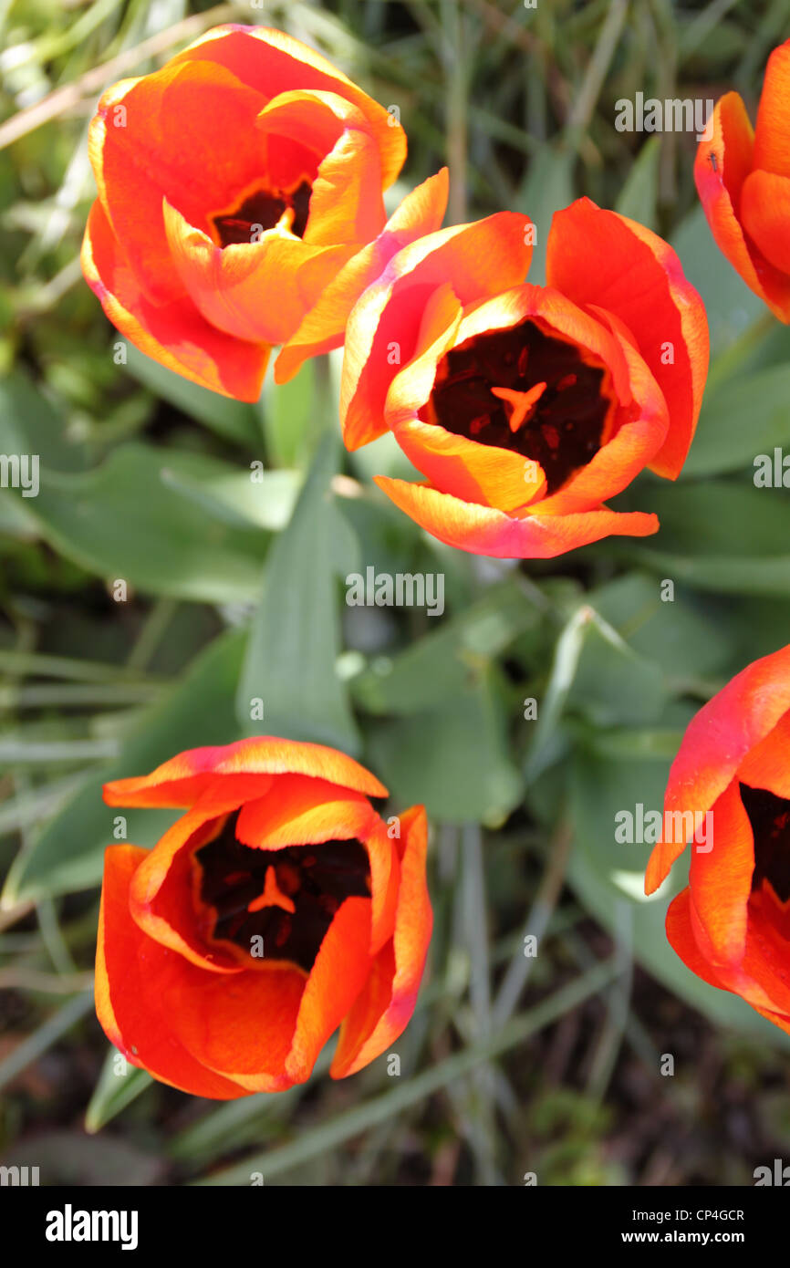 rot und orange Tulpe in der Sommersonne Stockfoto
