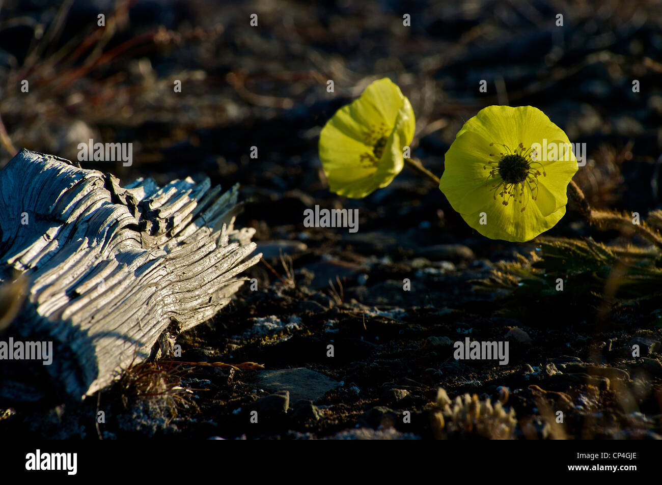 Grönland - Qaasuitsup Kommunia - Dundas. Arktische Mohn. Stockfoto