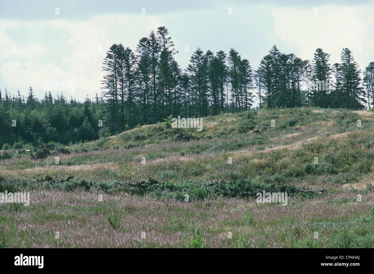 Dänemark - Nationalpark Rebild Bakker. Stockfoto