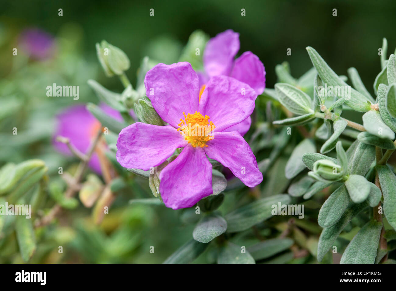 Grau-leaved Zistrosen (Cistus, Sammetscistus albidus) Stockfoto