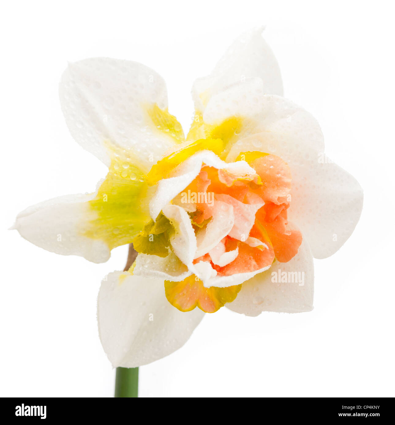 'Vollgestopft' doppelte Narzisse Gruppe, Dubbel påsklilja (Narcissus pseudonarcissus) Stockfoto