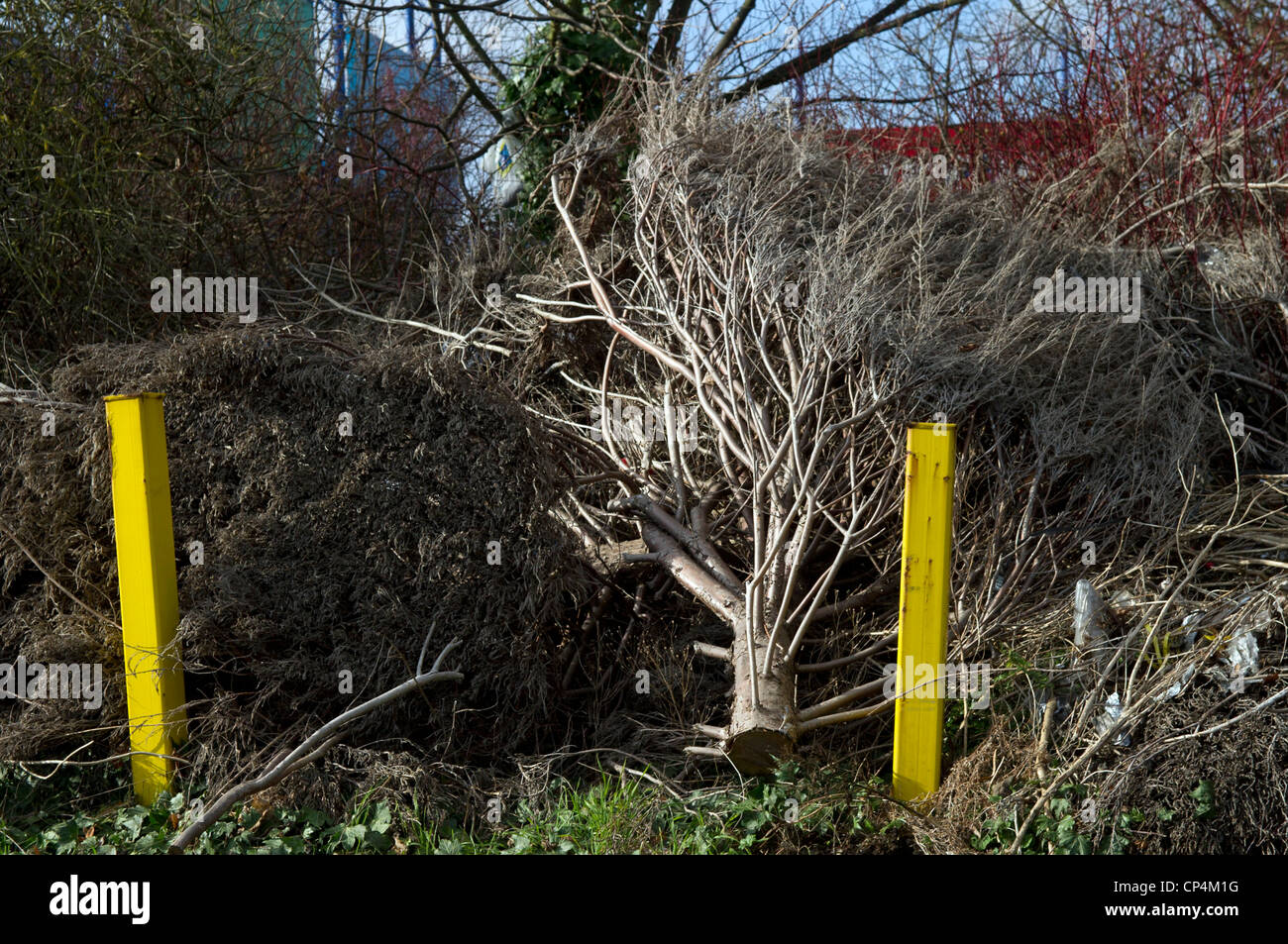 Baumchirurgie Stockfoto