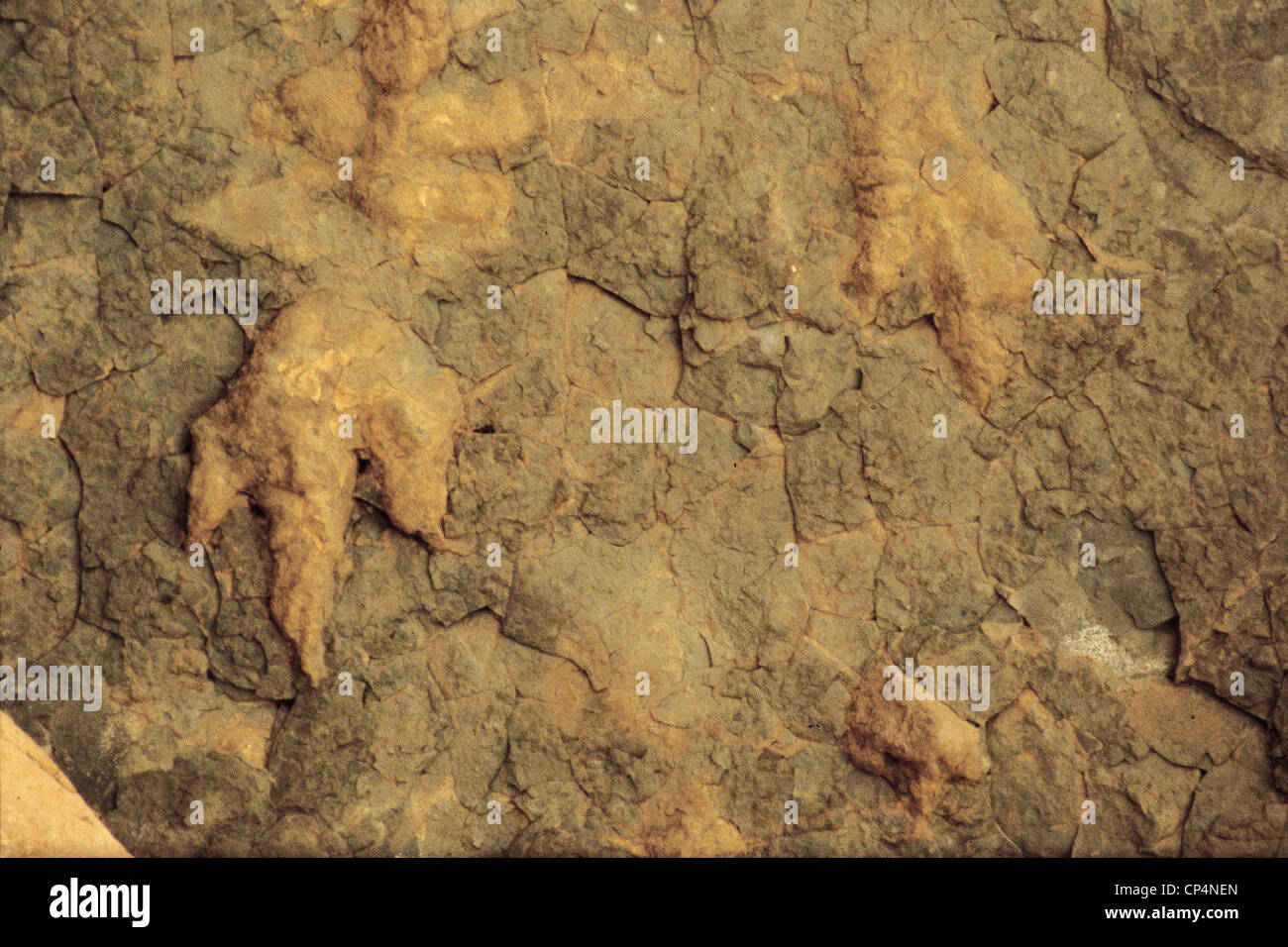 LESOTHO-Dinosaurier-Fußspuren in der Nähe von Leribe Stockfoto