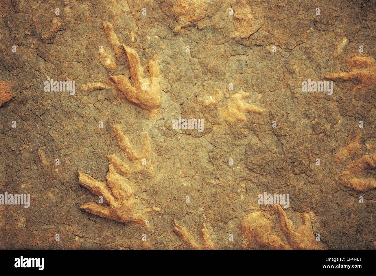 LESOTHO-Dinosaurier-Fußspuren in der Nähe von Leribe Stockfoto