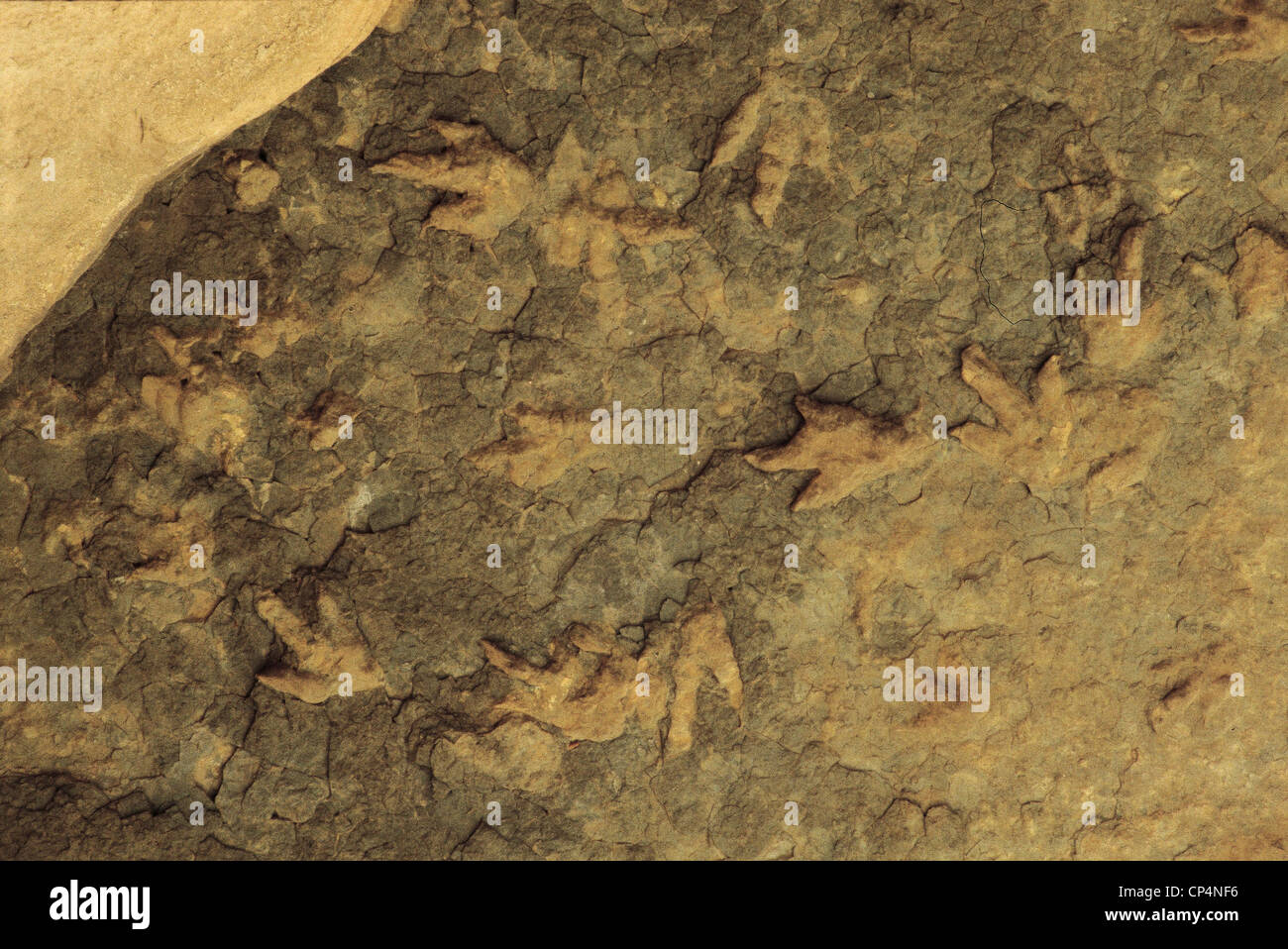 LESOTHO-Dinosaurier-Fußspuren in der Nähe von Leribe Stockfoto