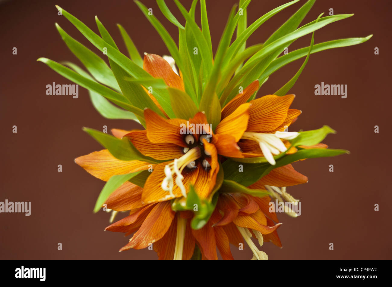 Orangefarbene Blume Kaiserkrone, Kaisers Krone, Fritillaria Imperialis, Liliaceae Stockfoto