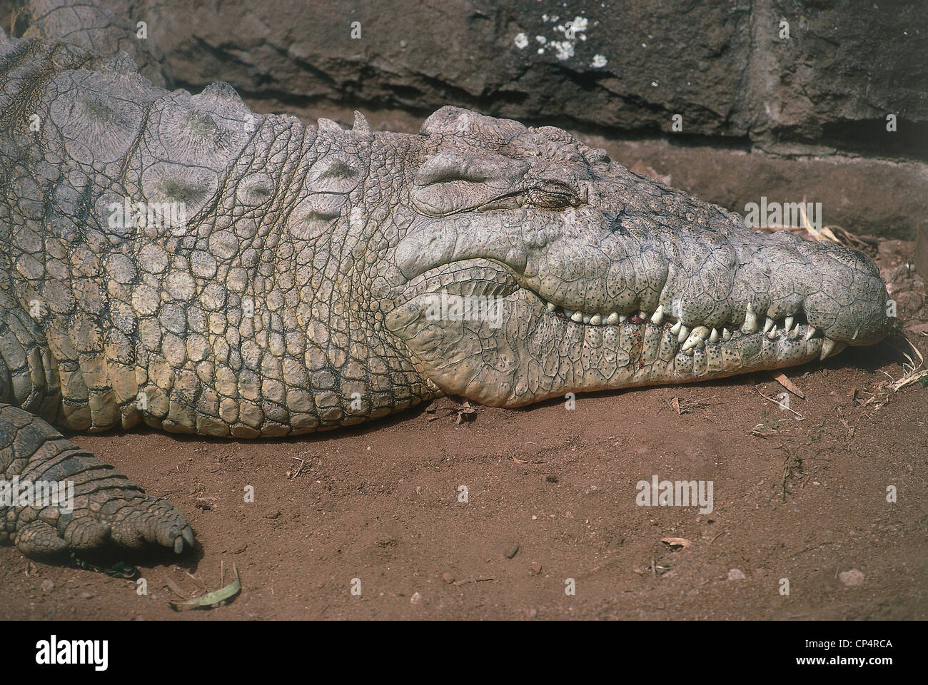 Zoologie - Reptilien - Coddodrillo Nil (Crocodylus Niloticus). Kenia, Nairobi Snake Park. Stockfoto