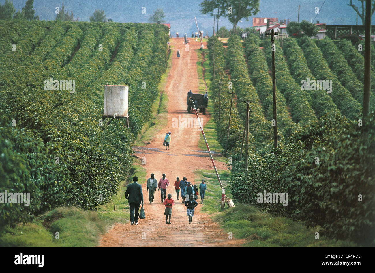 Kenia - Limuru nahe Nairobi, das Gebiet der Kibibuti, Kaffee-Plantage ". Stockfoto