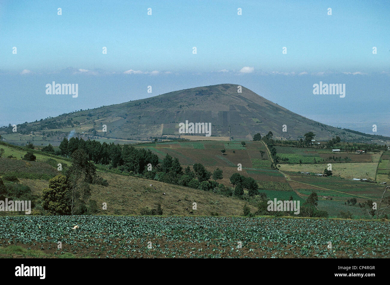 Kenia - Rift Valley - rund um Lake Naivasha wachsen. Stockfoto