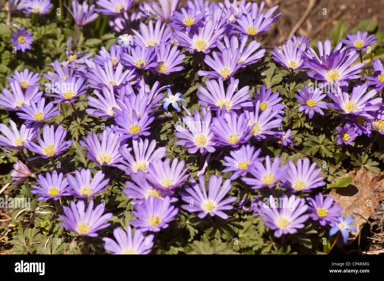Violette lila blaue Blumen des griechischen Windflower, Anemone Blanda, Blüte, Blüte, Blütenblätter, Sorte, Gartenbau, Gartenbau, Pflanzen Stockfoto