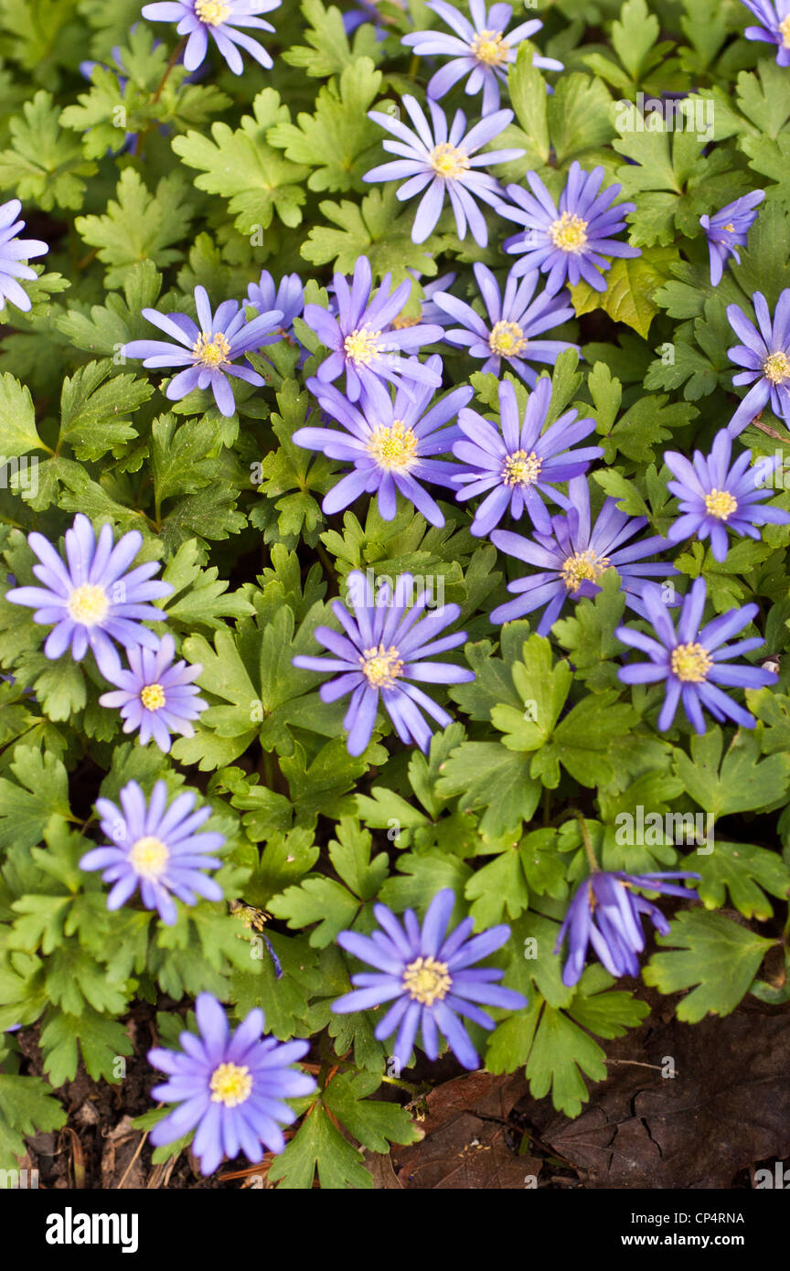 Violette lila blaue Blumen des griechischen Windflower, Anemone Blanda, Blüte, Blüte, Blütenblätter, Sorte, Gartenbau, Gartenbau, Pflanzen Stockfoto