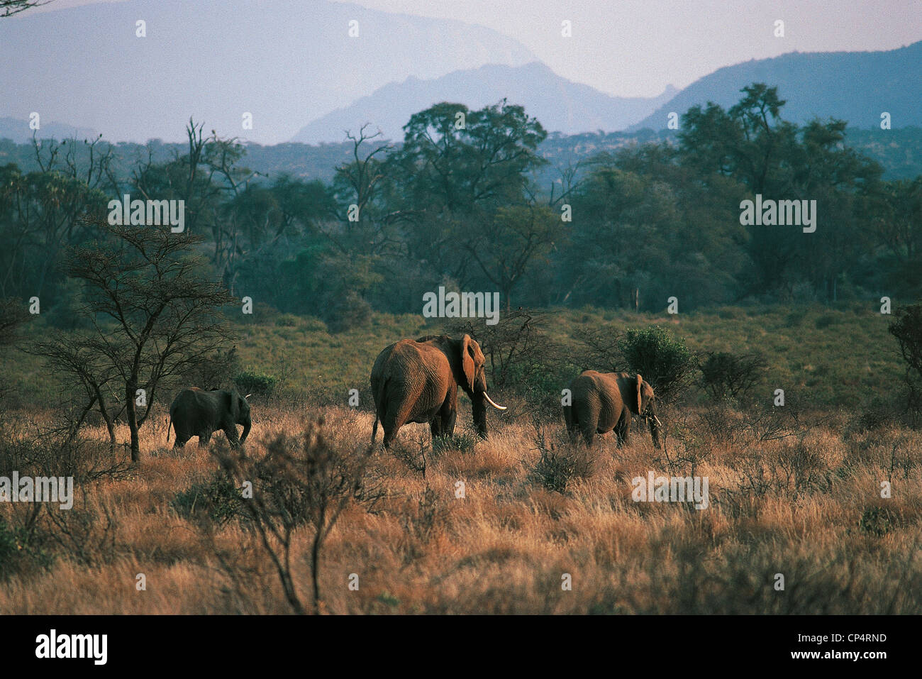 Nairobi-Nationalpark Elefanten Samburu Stockfoto