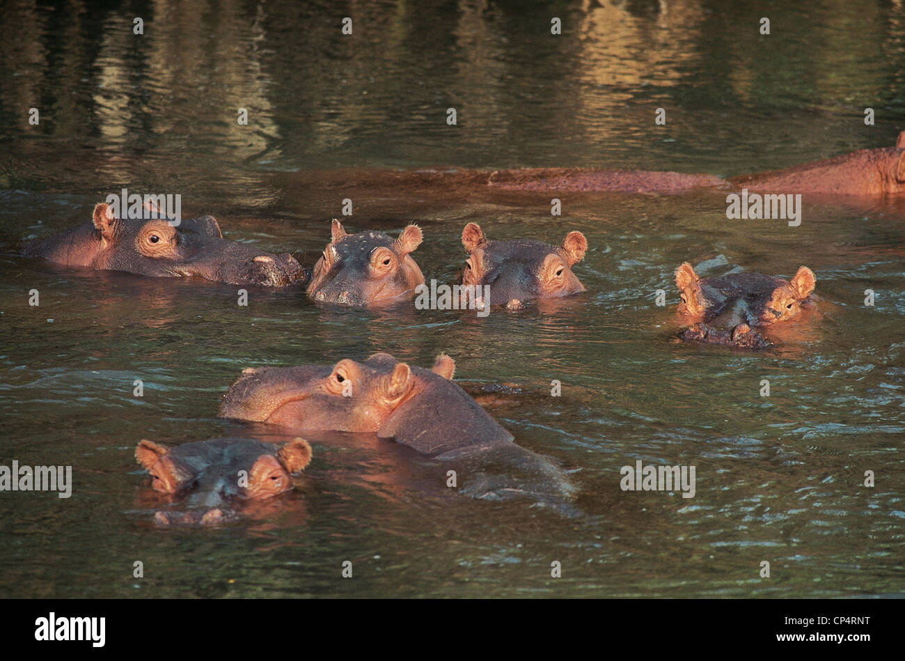 Zoologie - Paarhufer - Ippopotamidi - Flusspferd (Hippopotamus Amphibius). Kenia, Meru Nationalpark. Stockfoto