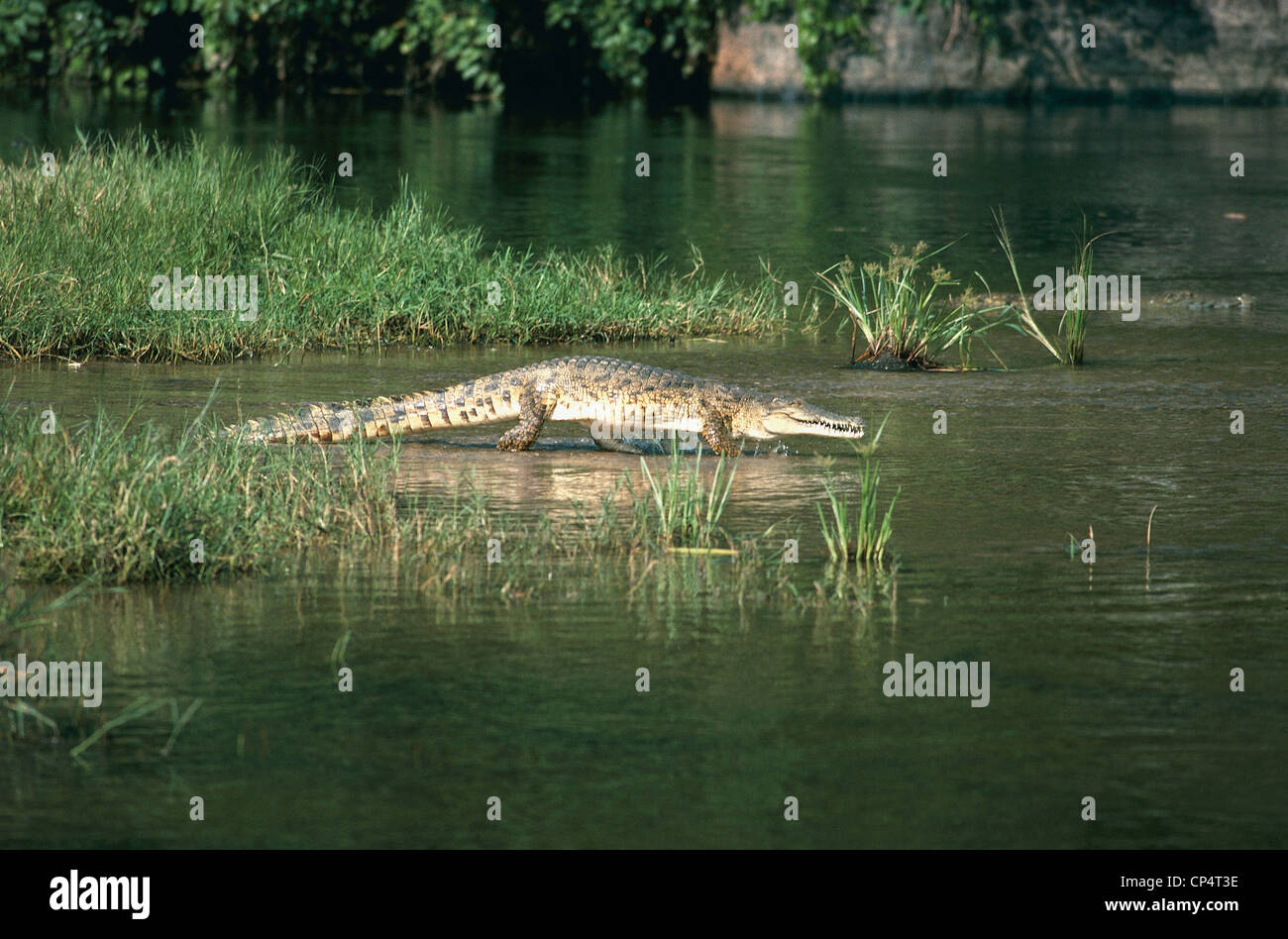 Uganda Nationalpark Krokodil Kabalega weiblich Stockfoto