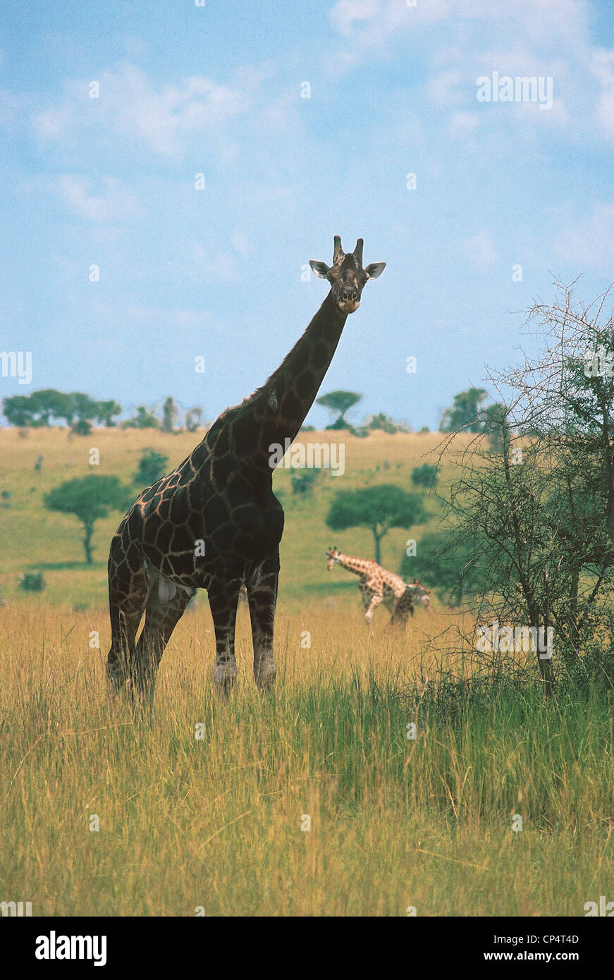 Uganda - Nationalpark Kabalega. Giraffe (Plancius Giraf Rothschild). Stockfoto