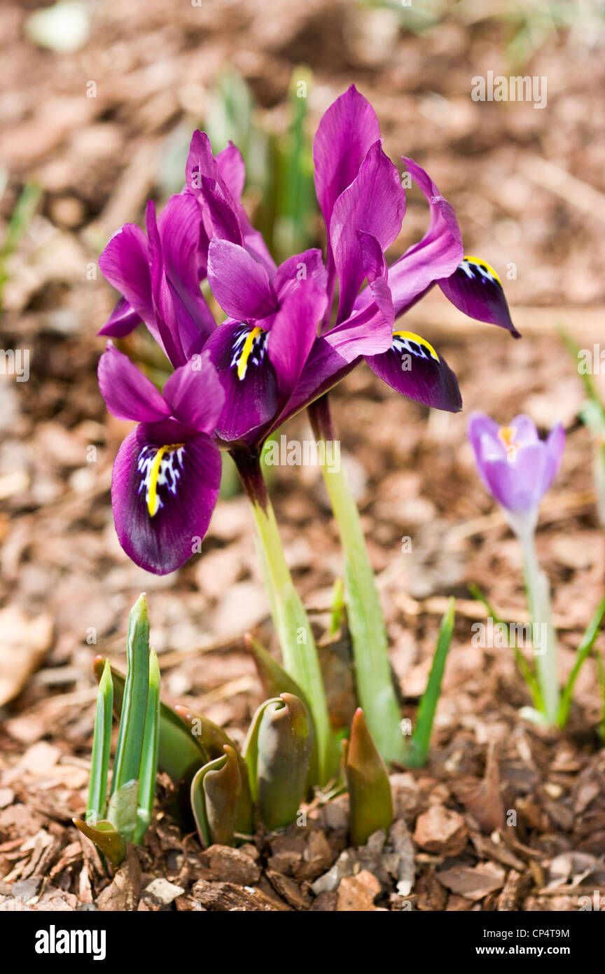 Blau lila violett zwei Iris Reticulata Blume Stockfoto