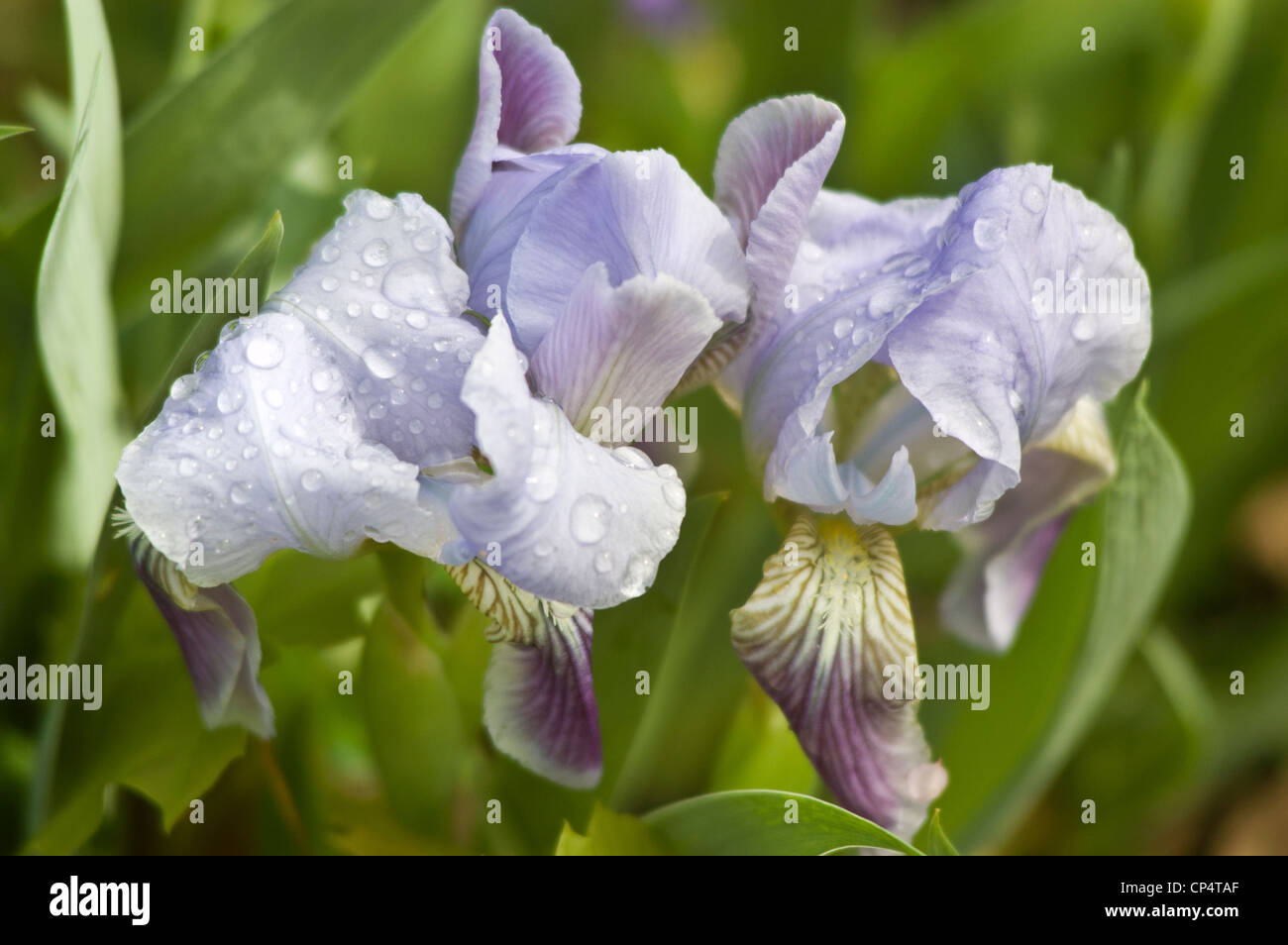 Weiß und blass blau violette Iris Blumen Stockfoto