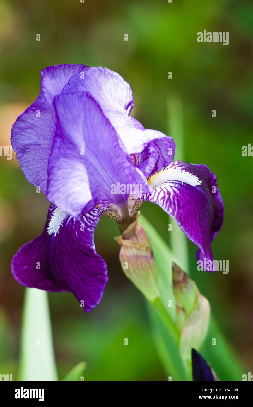 Blass blau weiß violett lila eine Bartiris Blume Nahaufnahme Stockfoto