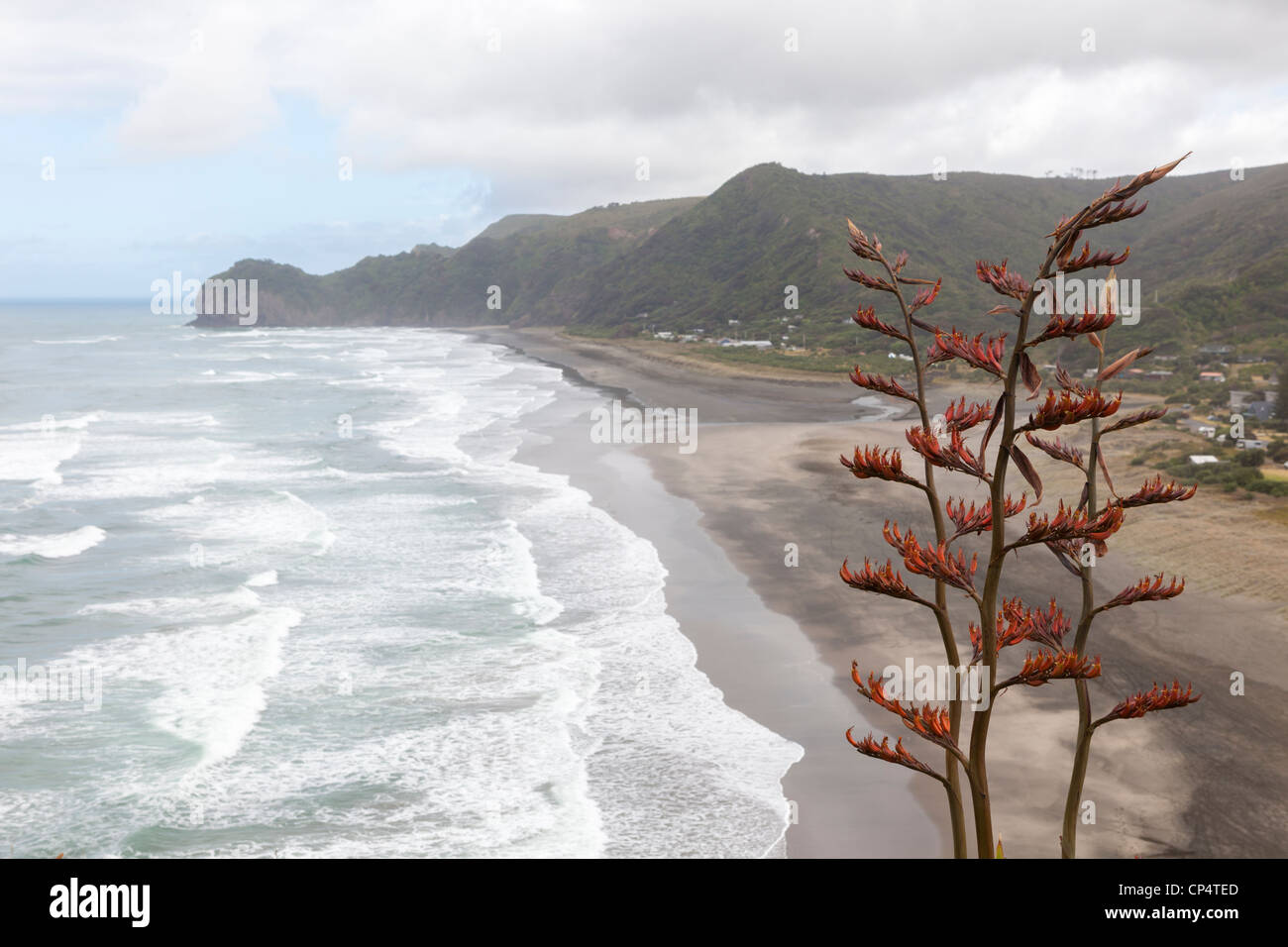 Phormium Tenax - Neuseeland Flachs Blumen auf Lion Rock, North Piha Beach, Waitakere, Piha, Auckland, Neuseeland, Ozeanien Stockfoto