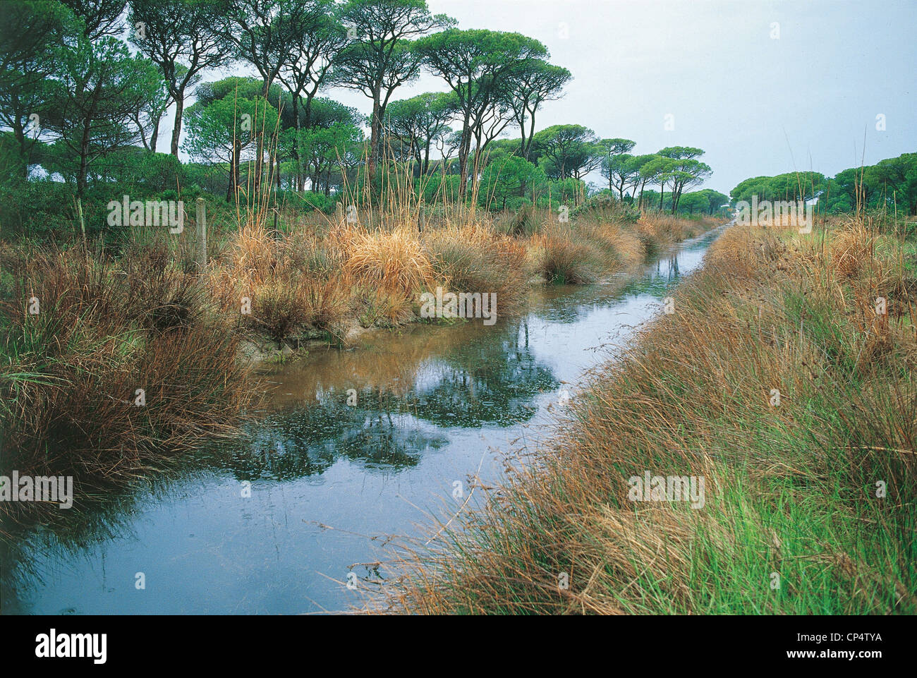 Toskana Maremma-Naturpark Entwässerungskanäle in Pineta Albarese Stockfoto