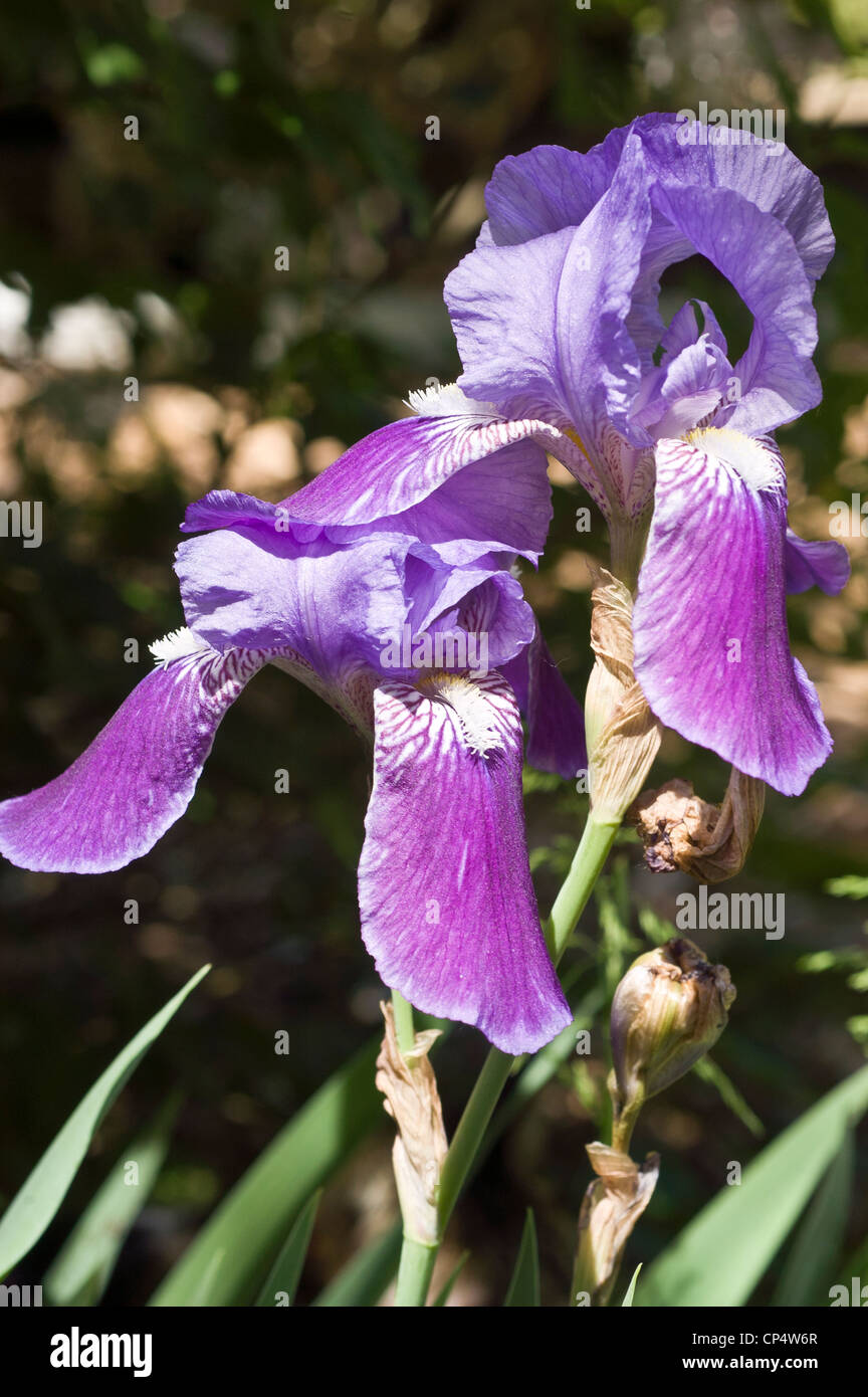 Zwei blaue Violett Lila Bartiris Blume Stockfoto