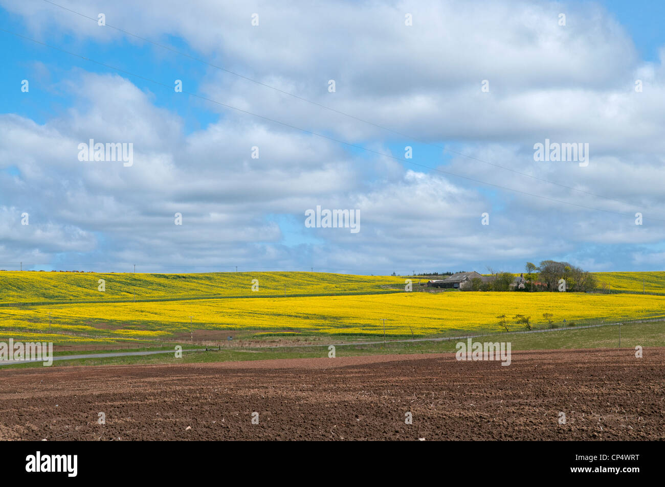 Rapsfelder und Bauernhof in Aberdeenshire, Schottland Stockfoto