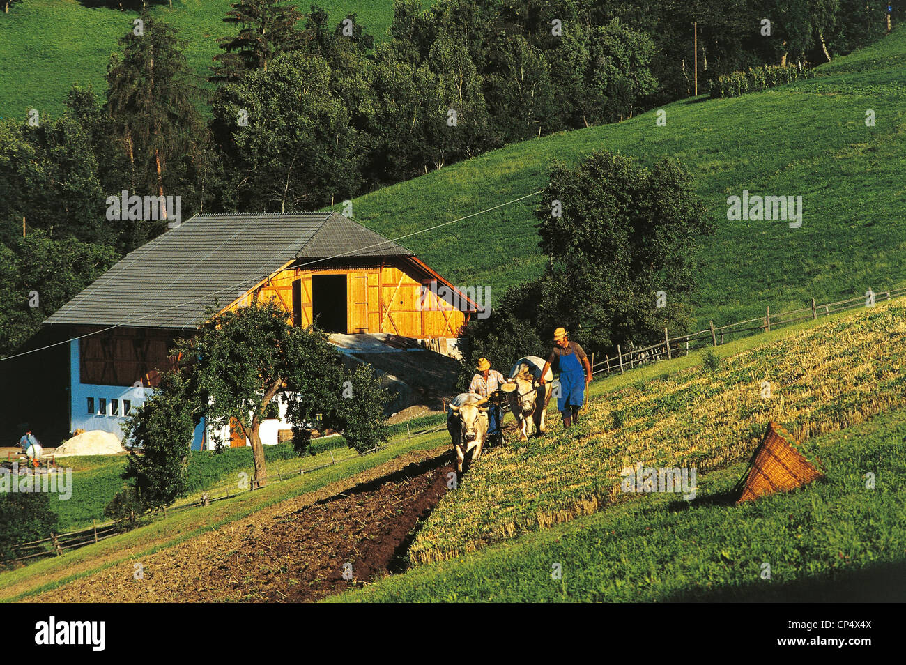 Trentino-Alto Adige, landwirtschaftliche Arbeiten auf dem Gebiet der ritten (BZ) Stockfoto