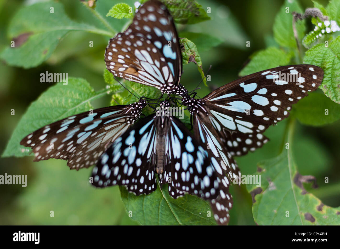 Blue Tiger Schmetterlinge im Keoladeo-Nationalpark, Indien Stockfoto