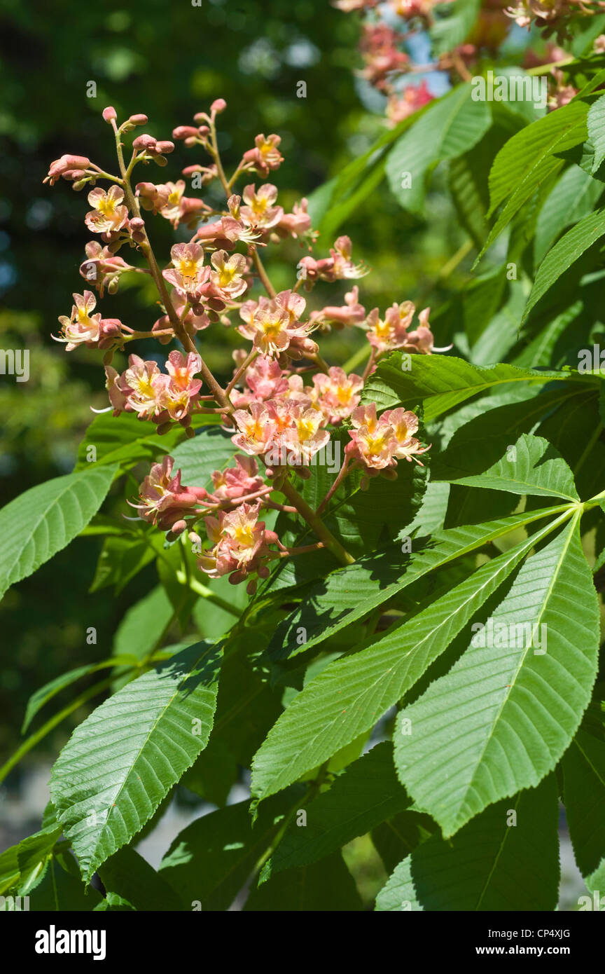 Red Horse Chestnut - Aesculus x carnea Stockfoto