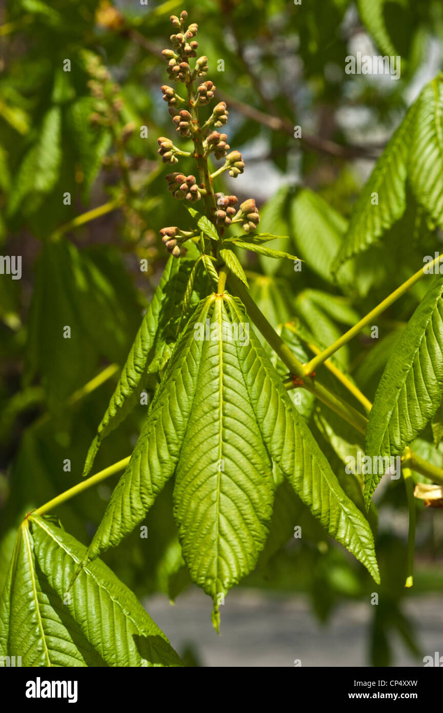 Junge Frühling Blätter, Laub von Red Horse Chestnut - Aesculus X carnea, Gartenbau, Gartenbau, Pflanze, Garten, horsechest Stockfoto