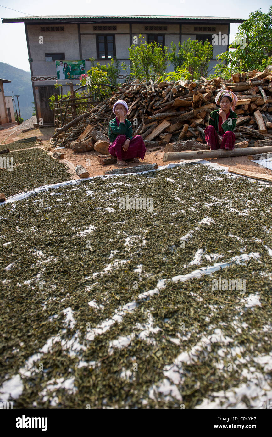 Trocknung von Tee Blätter in Pein Ne Bin Dorf Shan, Myanmar Stockfoto