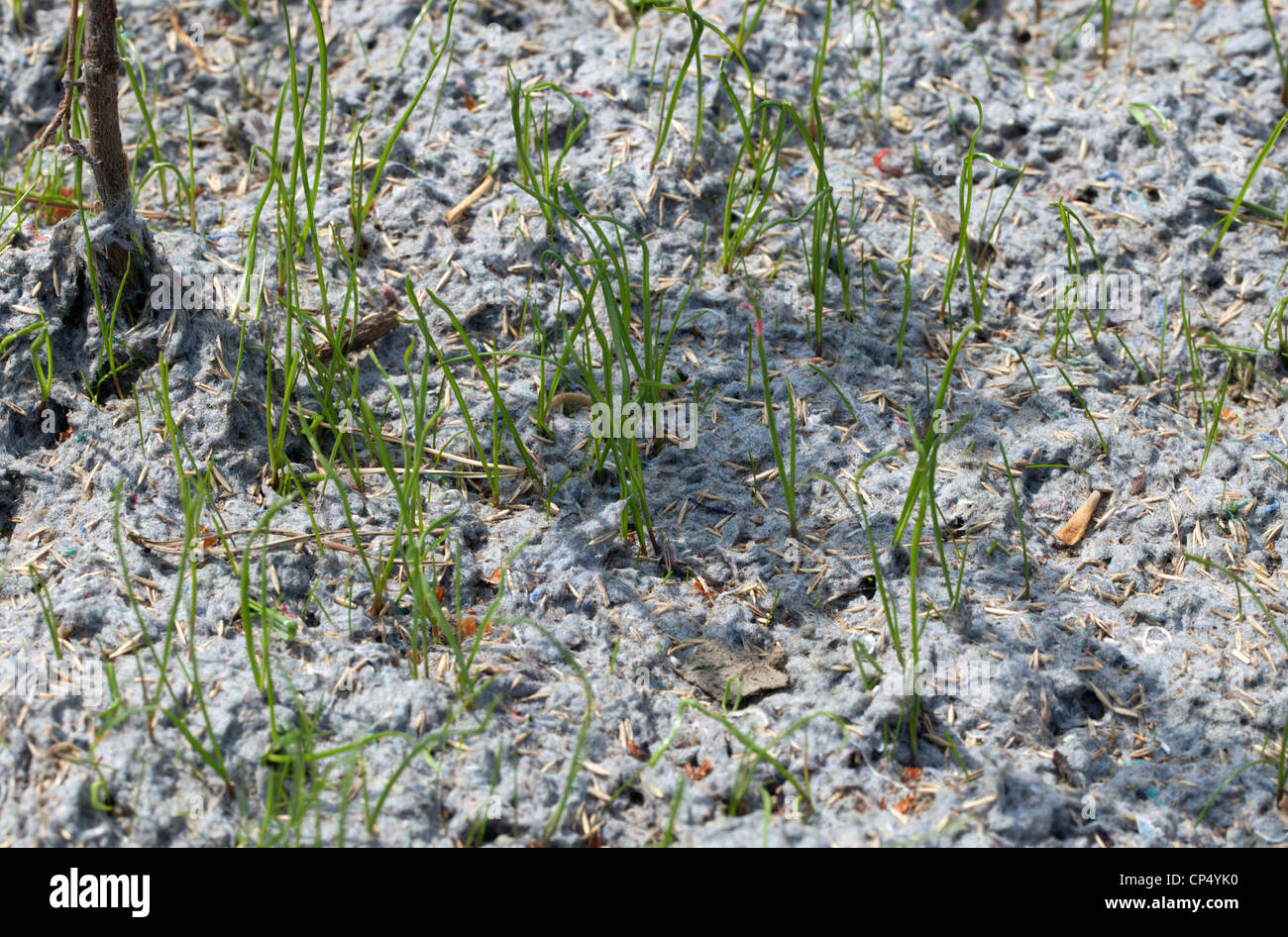 Grass wachsen aus Samen Stockfoto