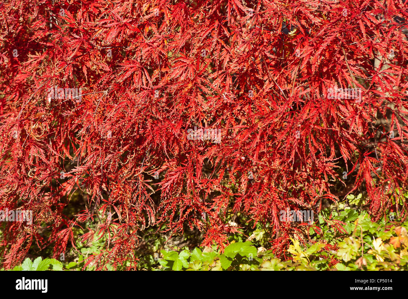 Roten Herbstlaub, Laub der japanischen Ahorn Stockfoto