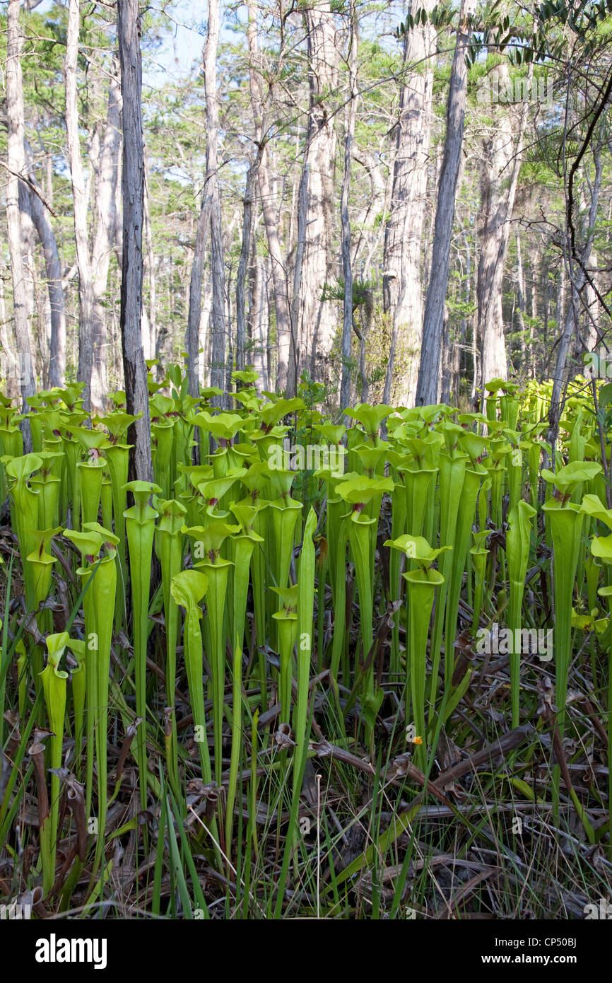 Fleischfressende Pflanze gelb oder Trompete Kannenpflanzen Sarracenia Flava in Zwerg Zypresse Versickerung Moor Florida USA wächst Stockfoto