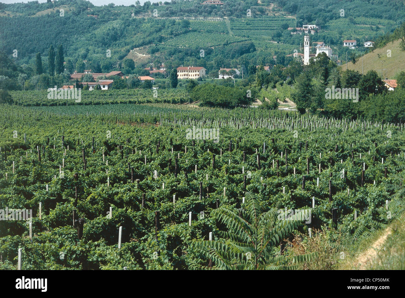 Veneto - Weinberge im Euganeischen Fontanafredda Stockfoto
