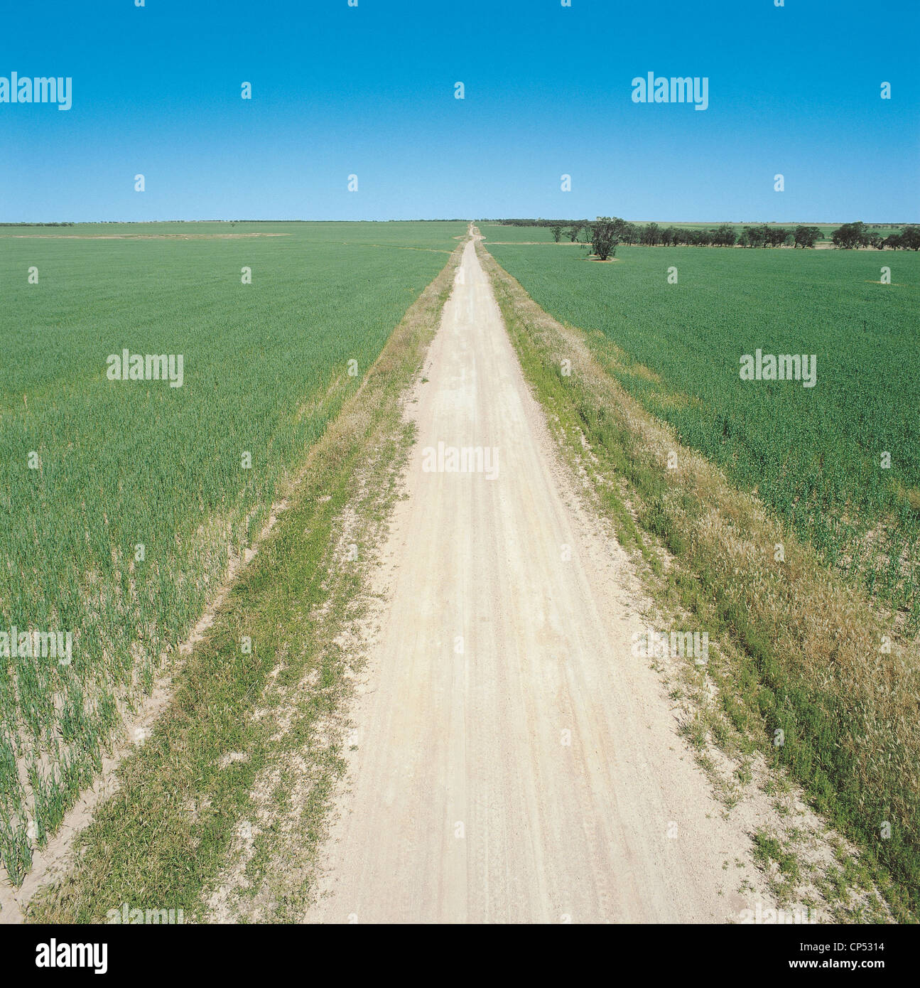 Australien, Ceduna, Zufahrt zu einem Bauernhof mit Feldern von Weizen und Gerste auf der linken Seite nach rechts Stockfoto