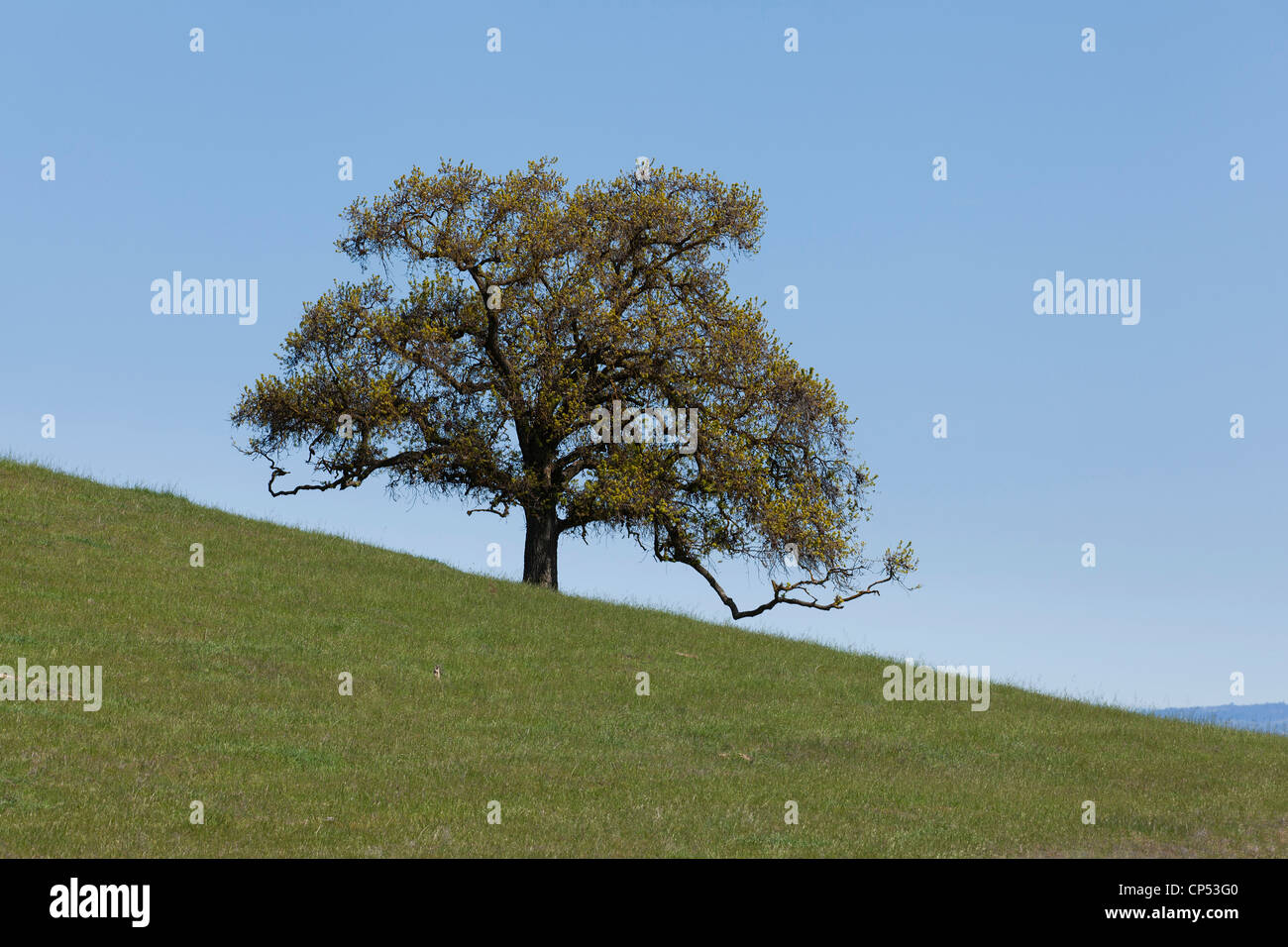 Ein einsamer Baum auf einem steilen Hügel Stockfoto