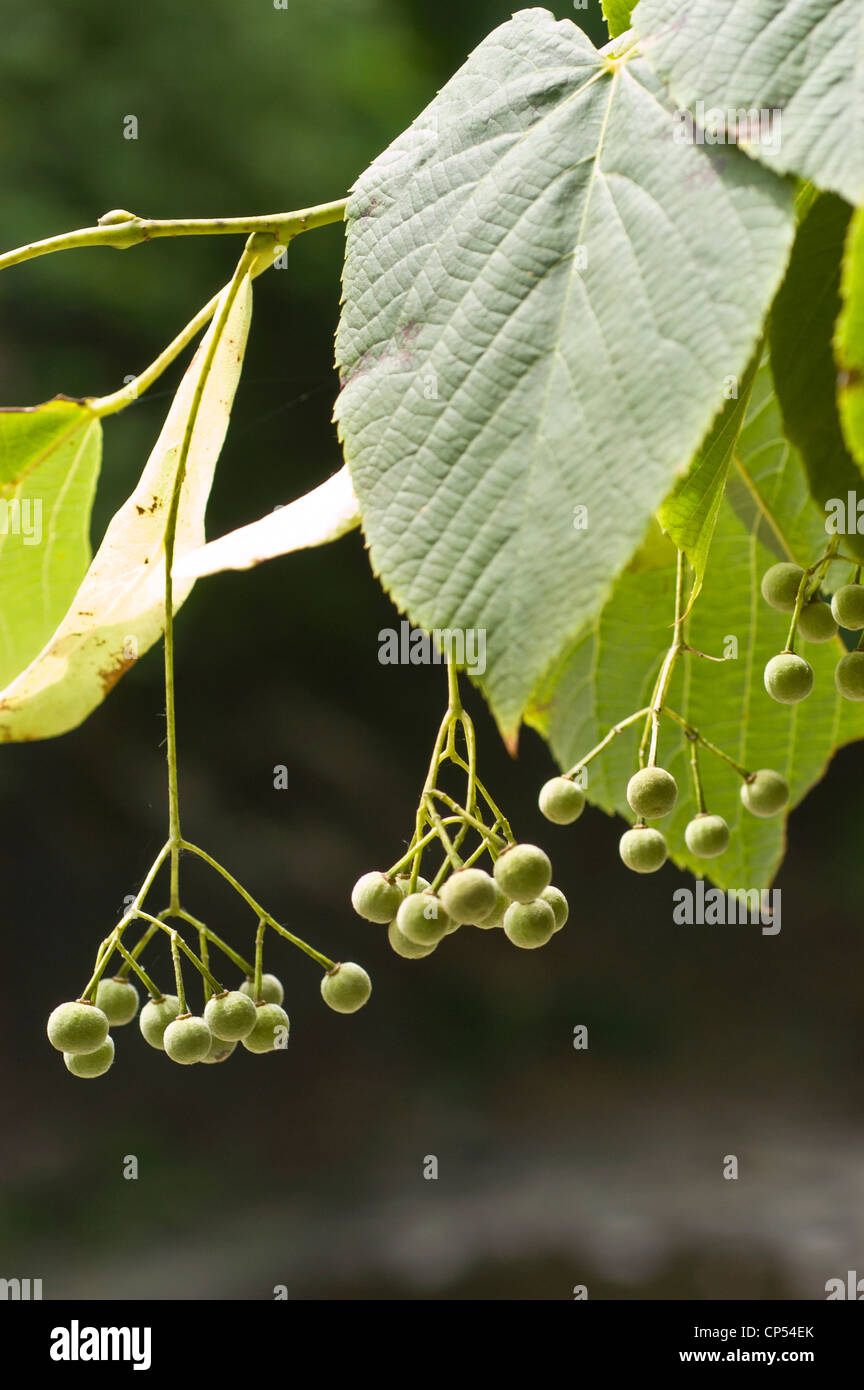 Kleine Globose-Nusshuhn-Früchte von Tilia americana, American Linden, Lindenholz. Nahaufnahme grüner Samen und Blätter in der Natur. Stockfoto