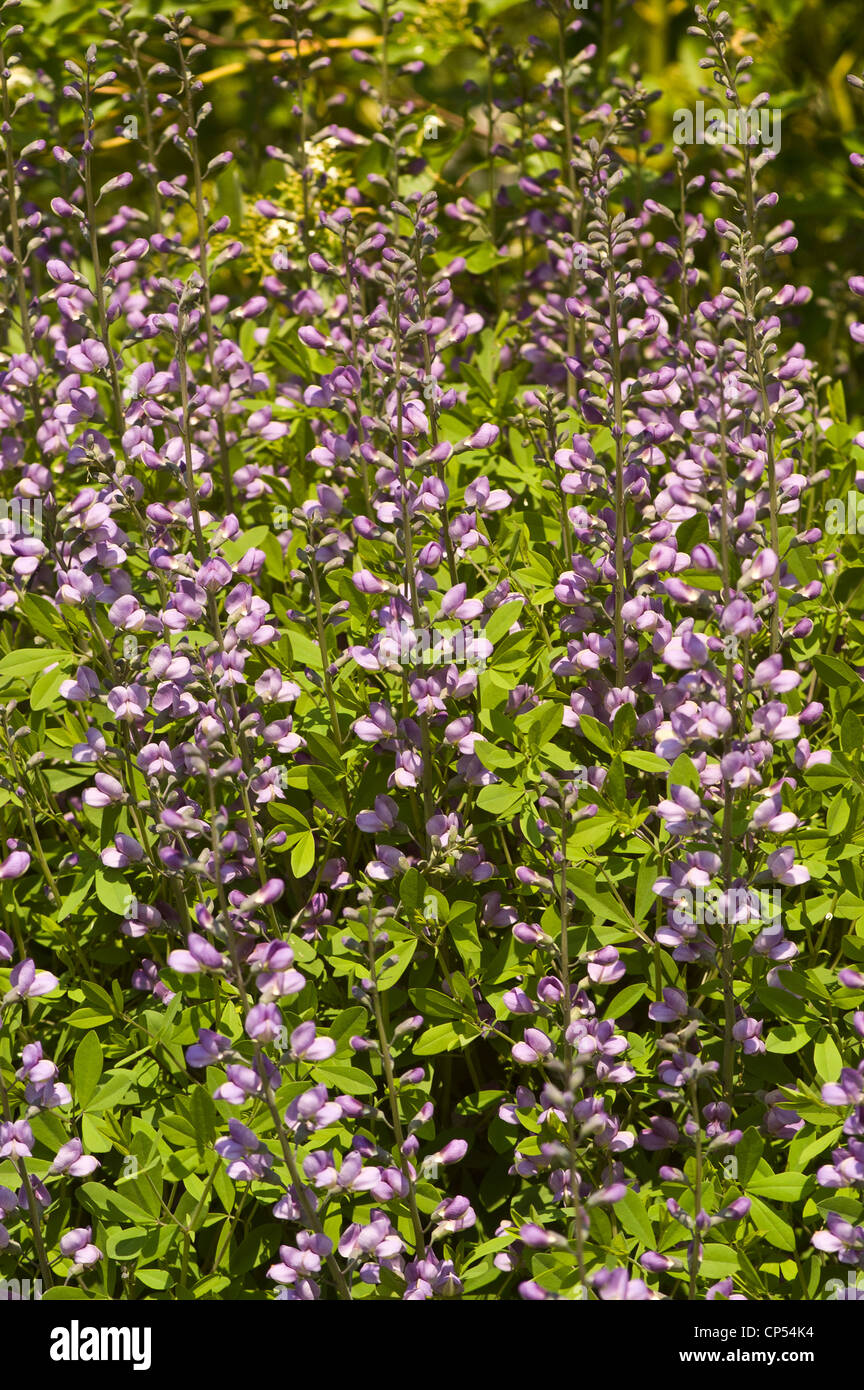 Blau-violetten Blüten von Lupinen, Lupine, Lupinus, Fabaceae Stockfoto
