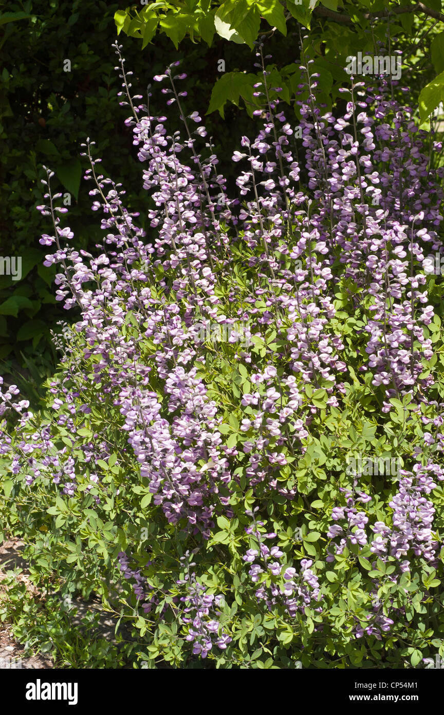 Blau-violetten Blüten von Lupinen, Lupine, Lupinus, Fabaceae Stockfoto