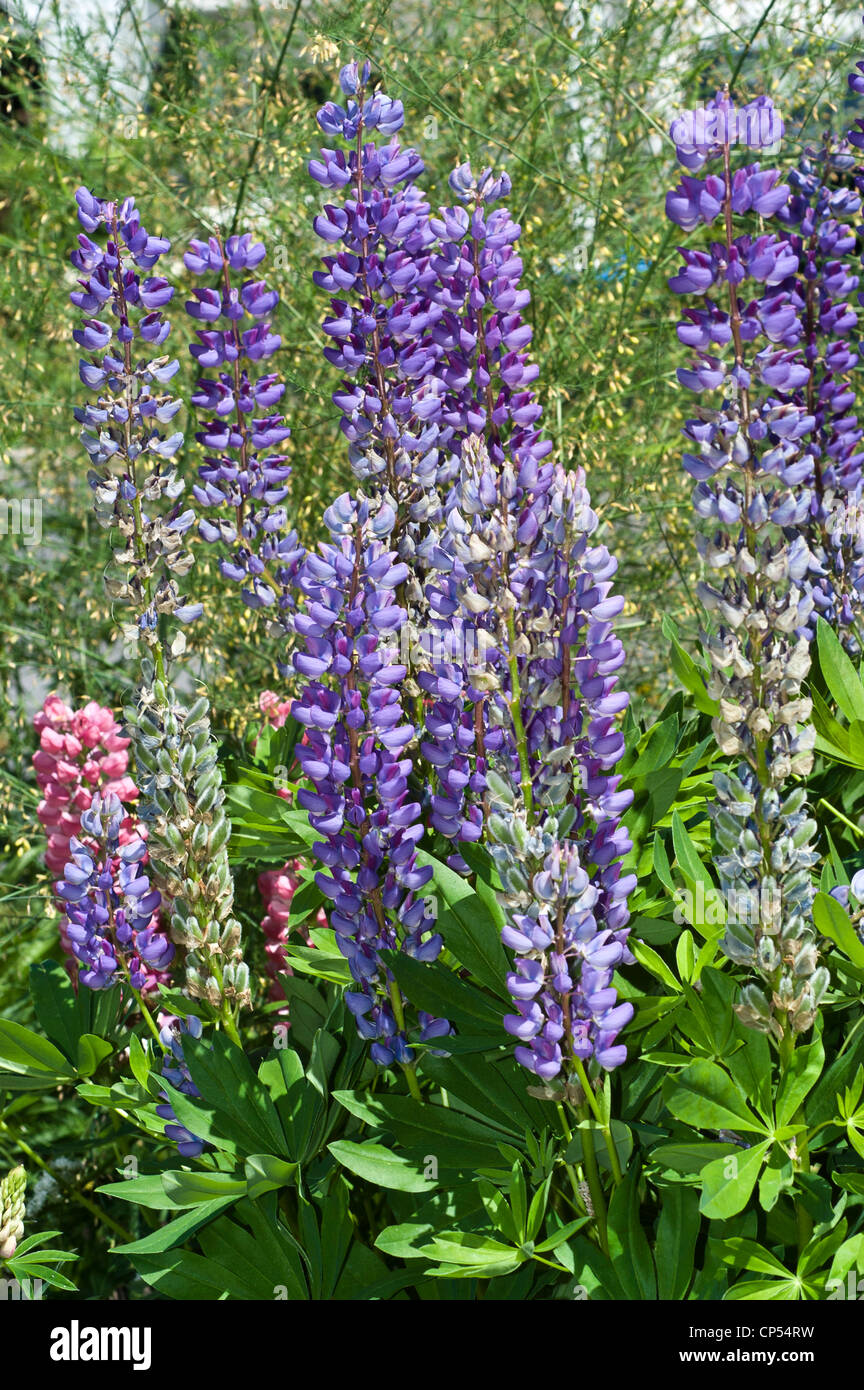 Violett Lila Blüten von Lupinus, Lupinen, Lupine Sorte, Fabaceae Stockfoto