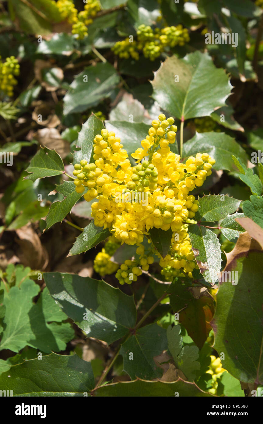 Gelben Blüten und Blätter von Mahonia Aquifolium, Mahonie Stockfotografie -  Alamy